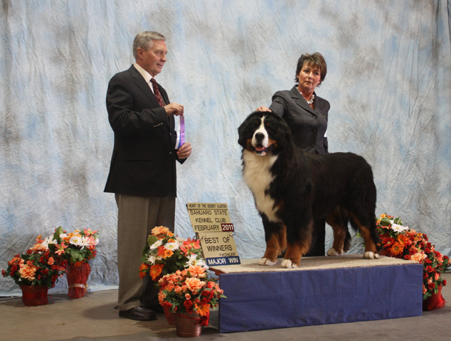 bernese beowulf phoenix